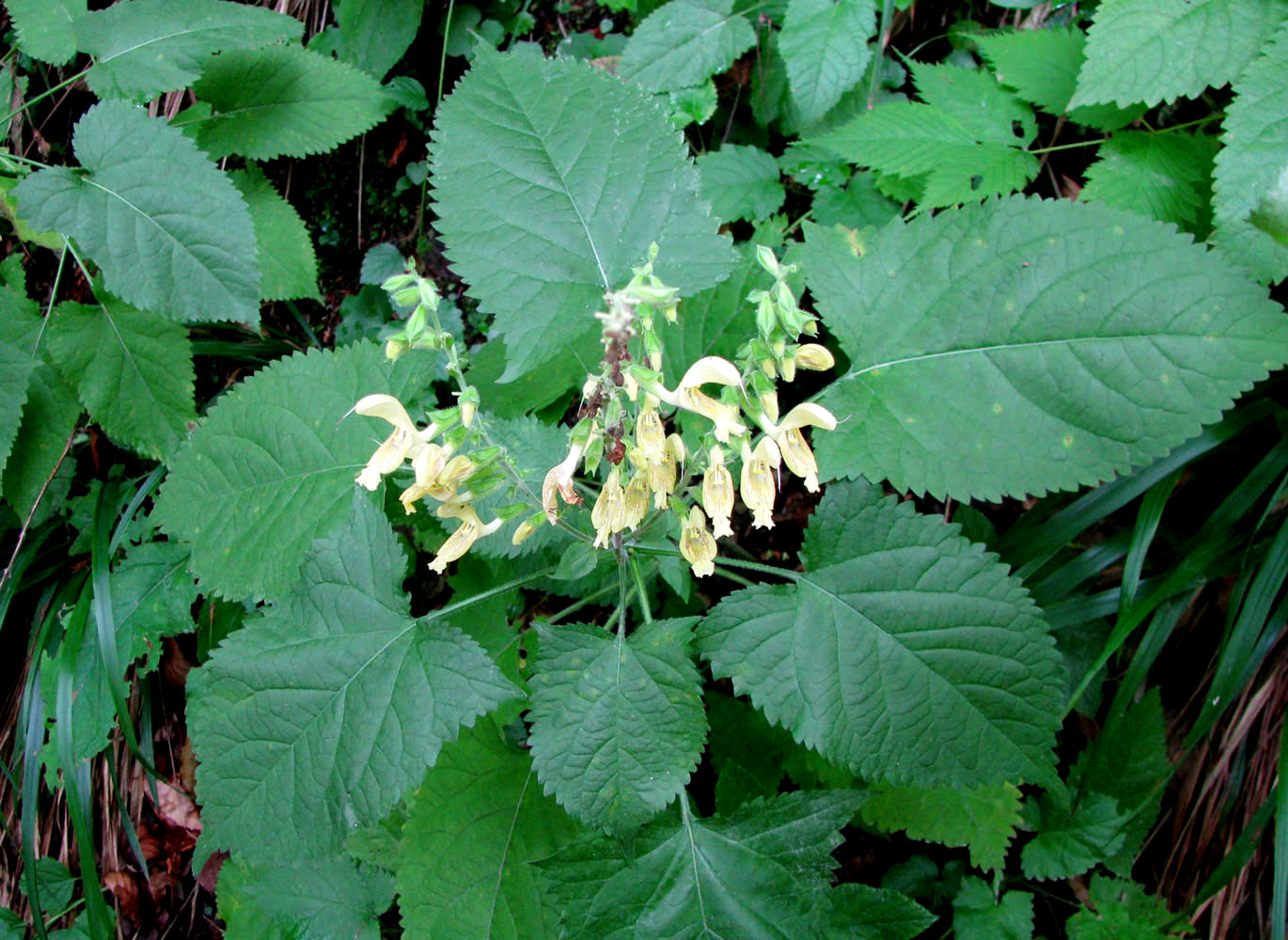 Image of Salvia glutinosa specimen.