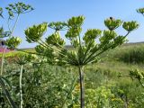 Heracleum sibiricum. Соплодие. Ростовская обл., дельта Дона, Азовский р-н, пойменный луг. 20.06.2012.