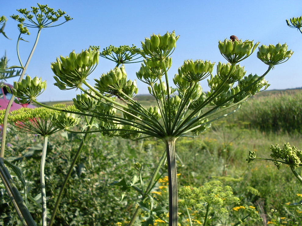 Изображение особи Heracleum sibiricum.