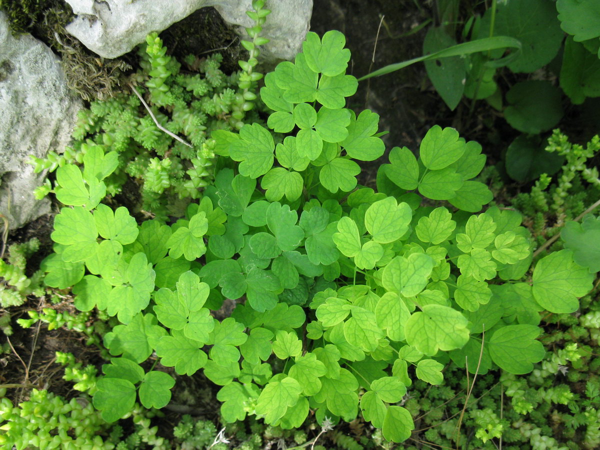 Image of Thalictrum minus specimen.