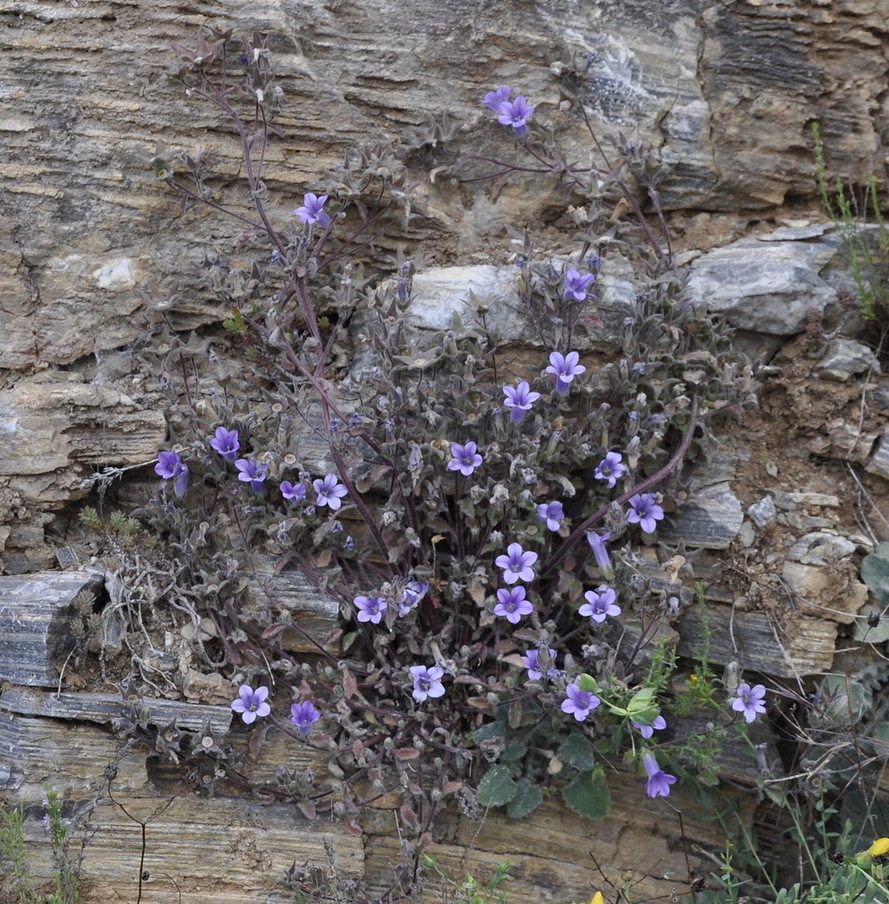 Изображение особи Campanula rupestris.