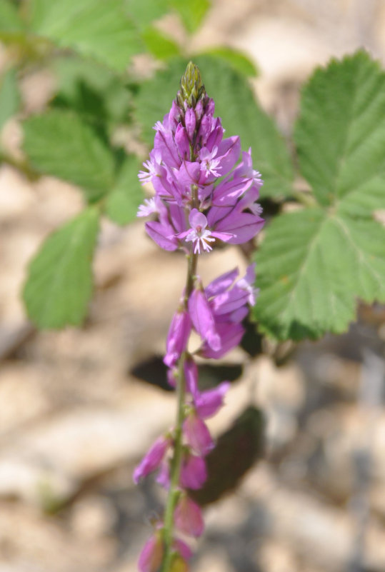 Изображение особи род Polygala.