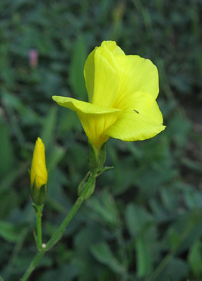 Image of Linum pallasianum specimen.