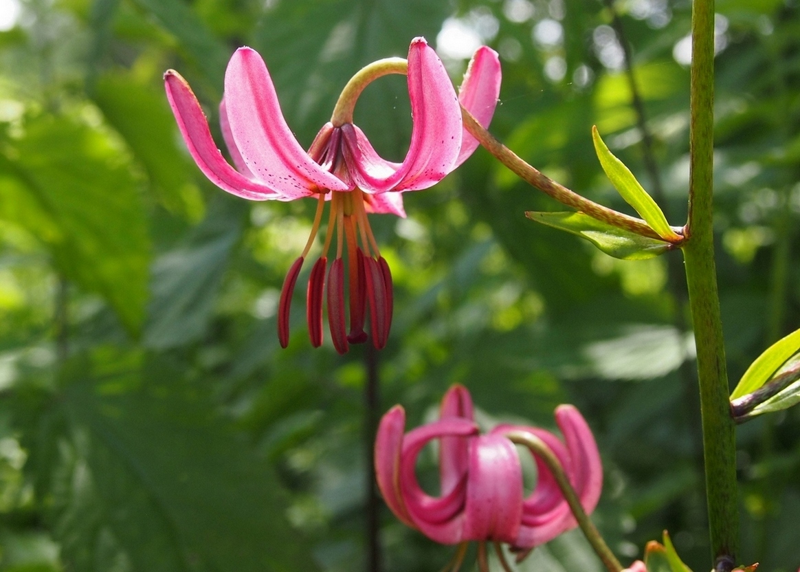 Image of Lilium martagon specimen.