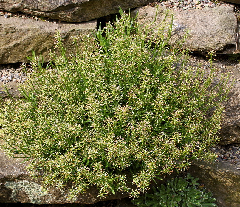 Image of Iberis sempervirens specimen.