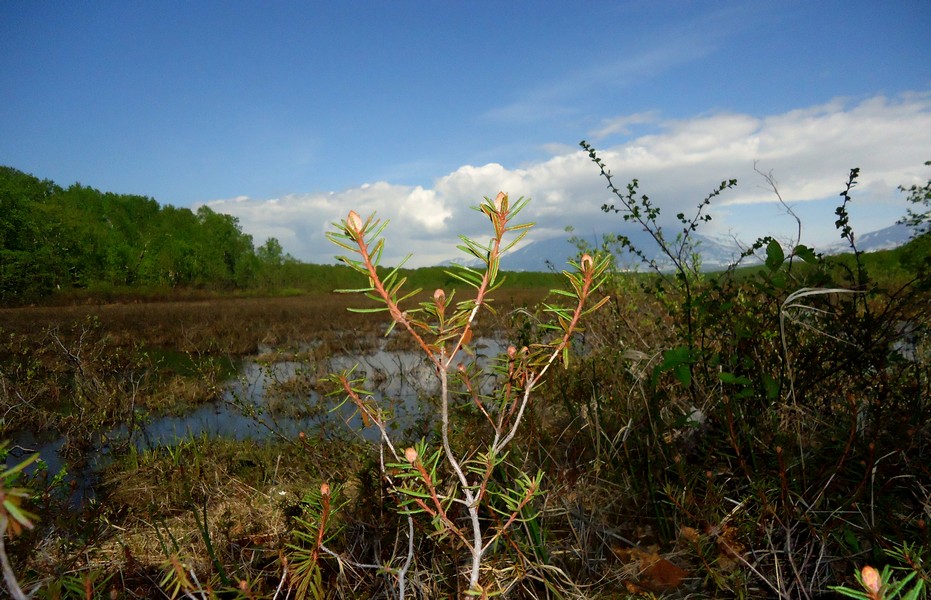 Image of Ledum palustre specimen.