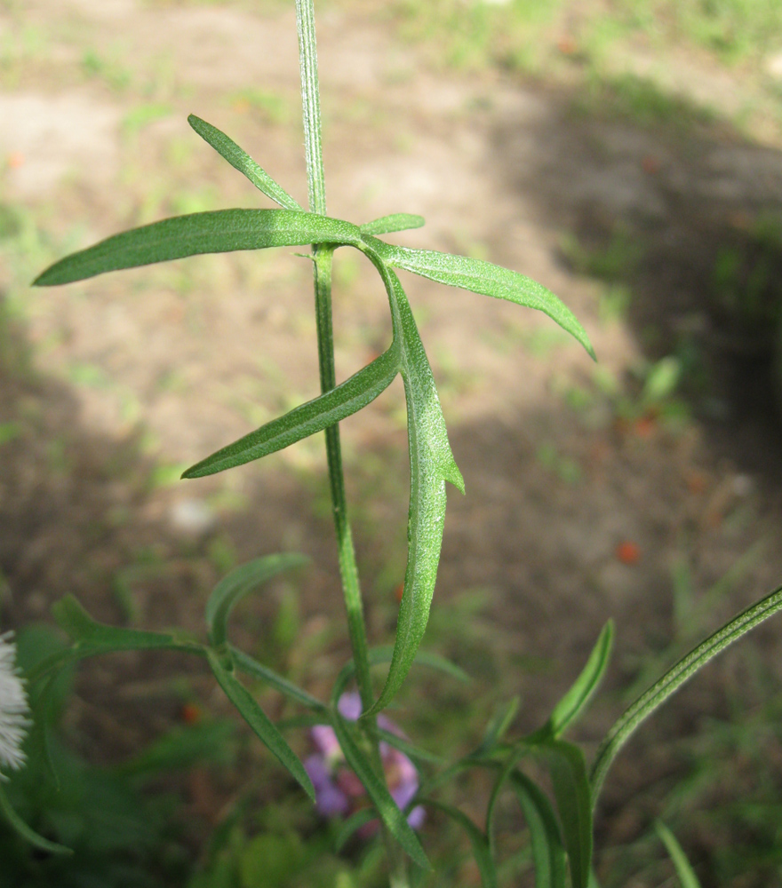 Изображение особи Rudbeckia columnifera.