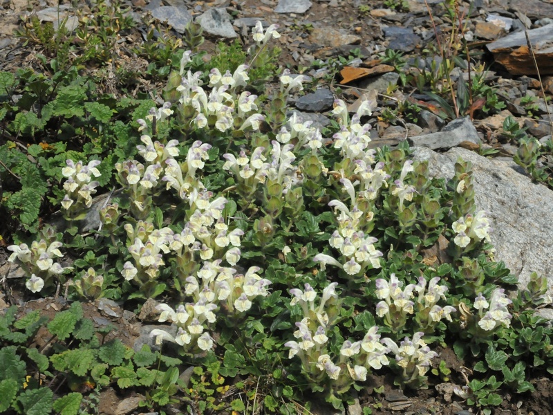 Изображение особи Scutellaria oligodonta.