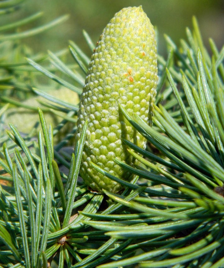 Image of Cedrus atlantica specimen.