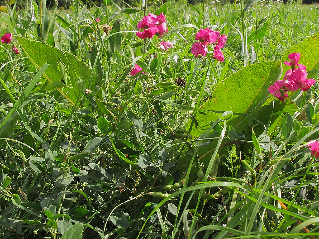 Image of Lathyrus tuberosus specimen.