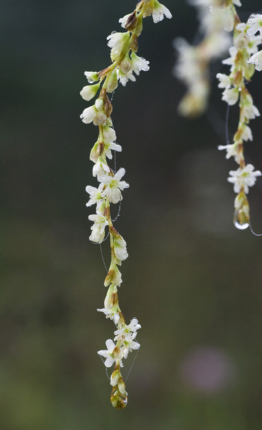 Image of Aconogonon divaricatum specimen.