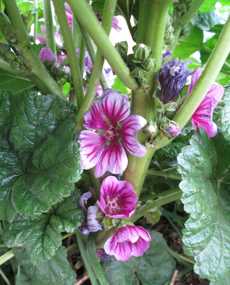 Image of Malva mauritiana specimen.