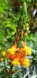 Смотреть изображение Bulbine frutescens
