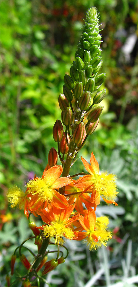 Image of Bulbine frutescens specimen.