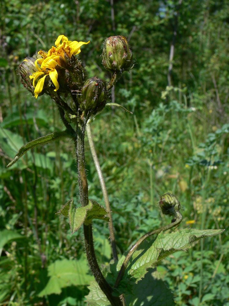 Image of Crepis sibirica specimen.