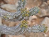 Euphorbia spiralis. Верхушки побегов с соцветиями. Сокотра, плато Хомхи. 29.12.2014.