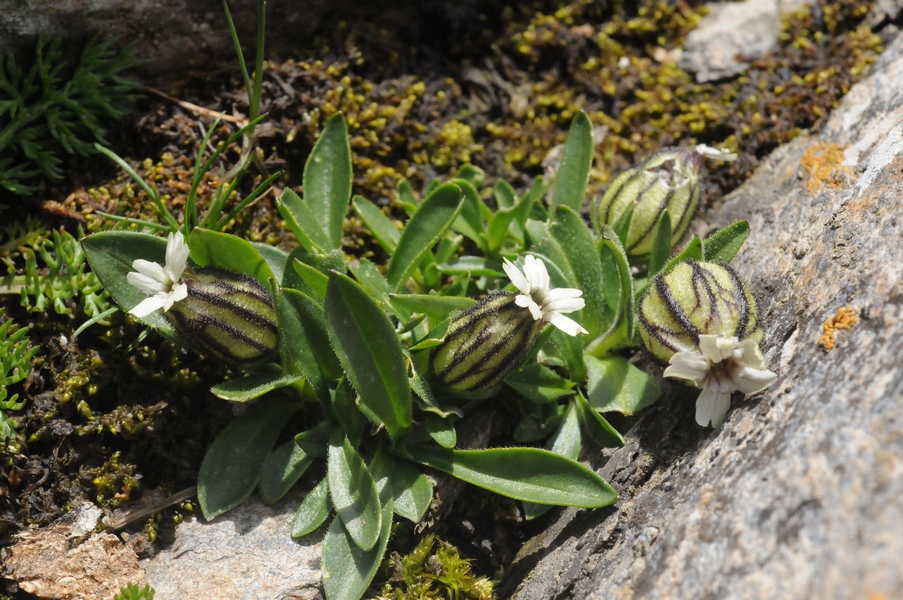 Изображение особи Gastrolychnis gonosperma.