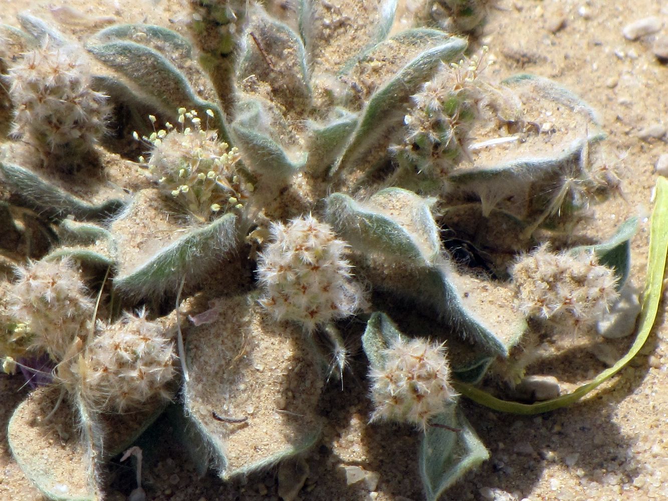 Image of Plantago ciliata specimen.