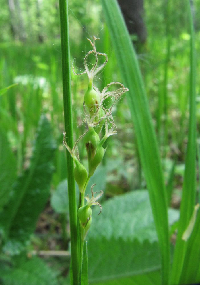 Изображение особи Carex pilosa.