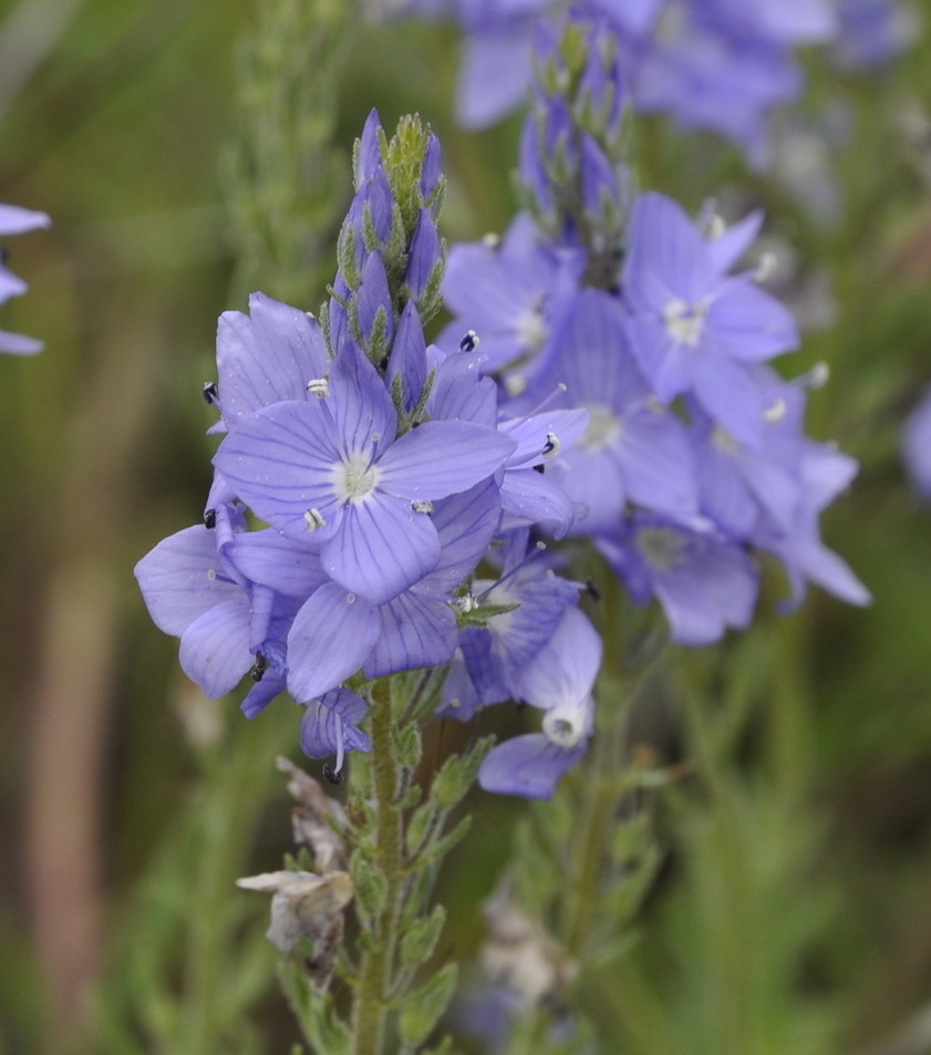 Image of Veronica jacquinii specimen.