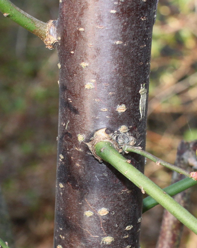 Изображение особи Prunus mume.