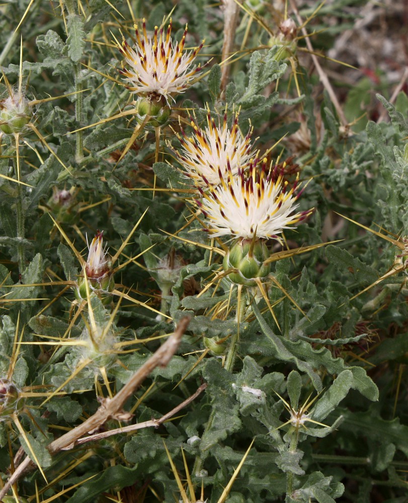 Image of Centaurea lanulata specimen.