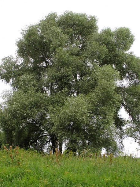 Изображение особи Salix alba.