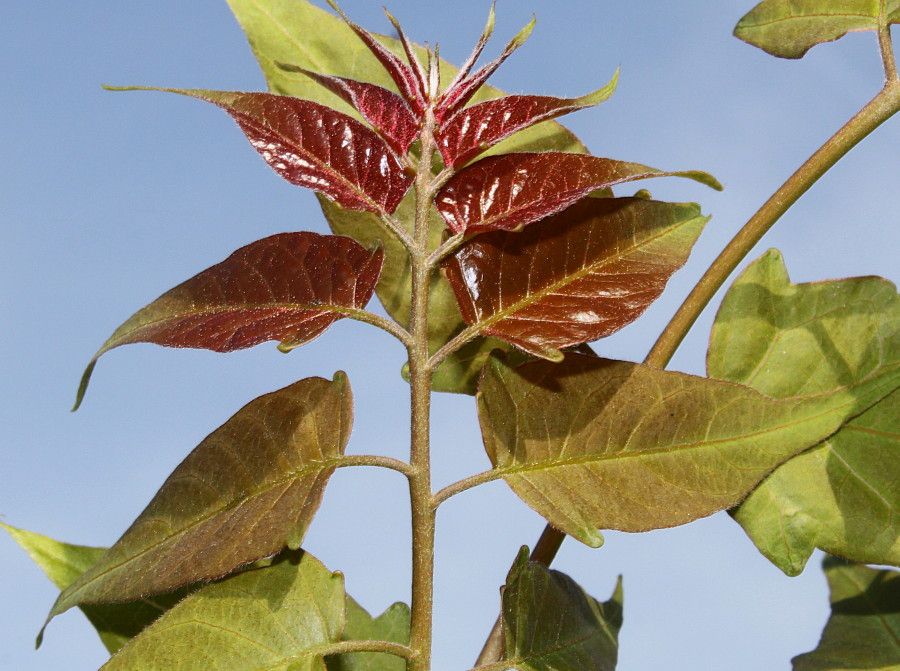 Image of Ailanthus altissima specimen.