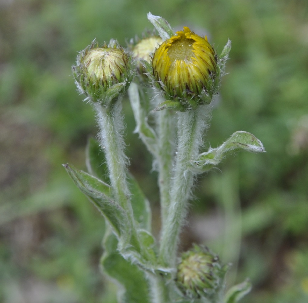 Изображение особи Inula oculus-christi.