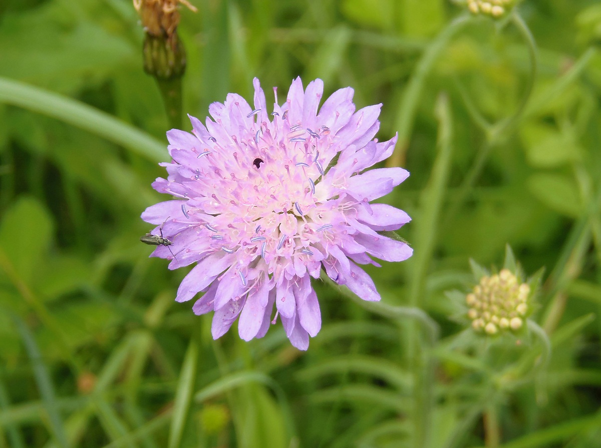 Изображение особи Knautia arvensis.