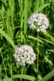 Allium macrostemon. Верхушки цветущих растений. Приморский край, Шкотовский р-н, окр. пос. Петровка, правый берег р. Петровки, мискантусовый луг в долине. 04.07.2014.