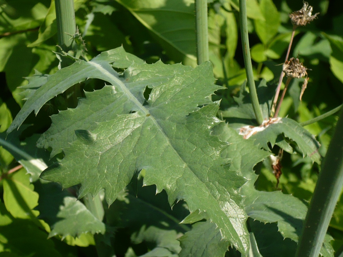 Изображение особи Sonchus oleraceus.