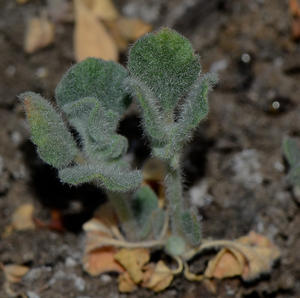 Image of Glinus lotoides specimen.