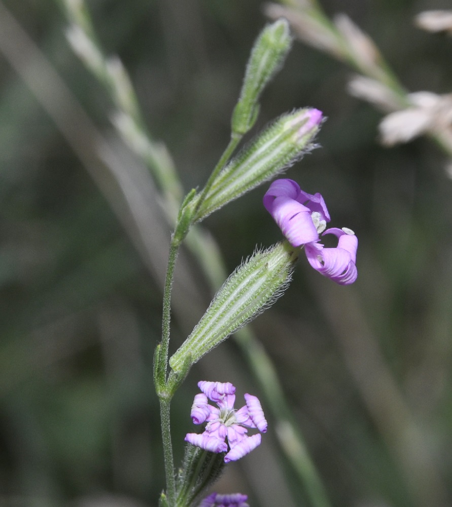 Image of Silene gallinyi specimen.