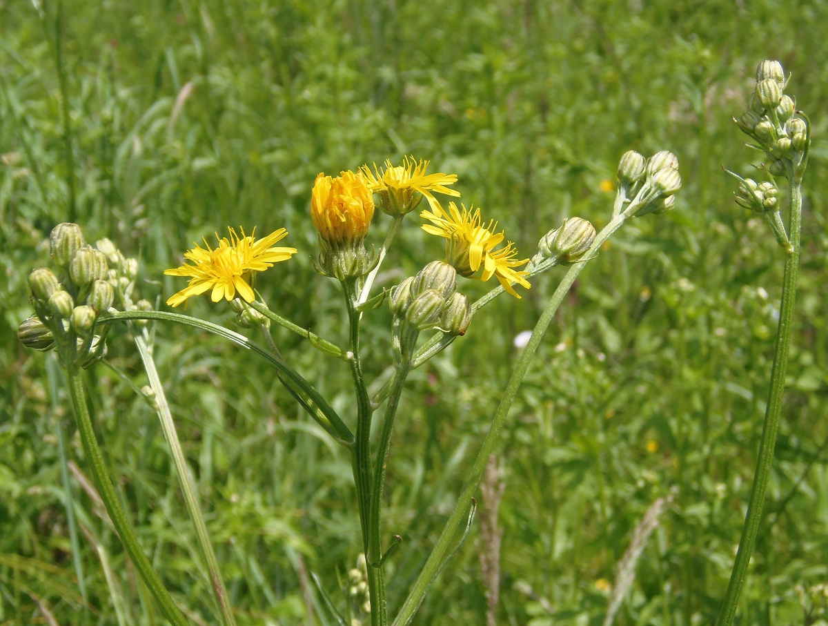 Изображение особи Crepis biennis.