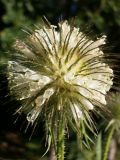 Смотреть изображение Dipsacus strigosus