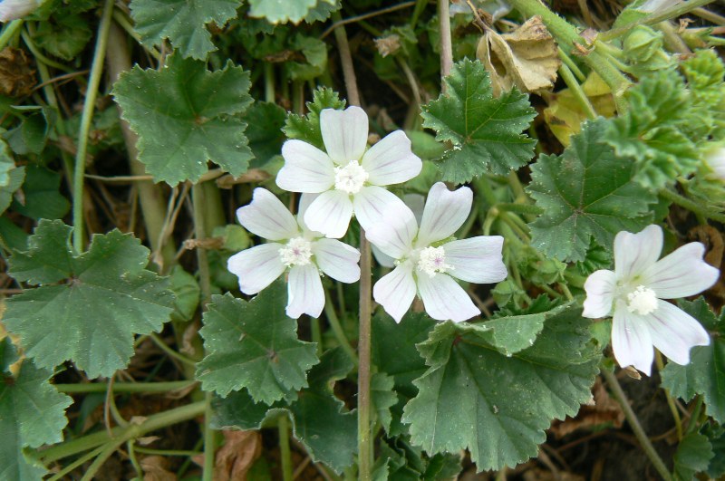 Изображение особи Malva neglecta.