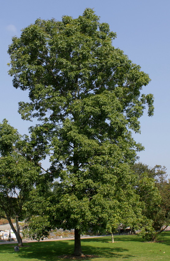 Image of Carya ovata specimen.