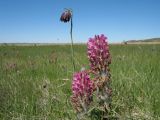 Pedicularis dasystachys