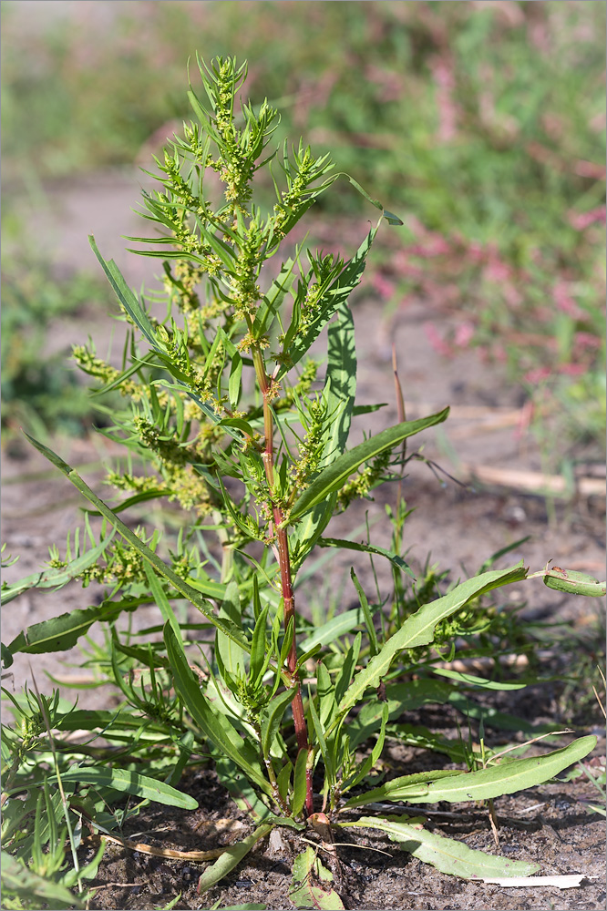 Изображение особи Rumex maritimus.