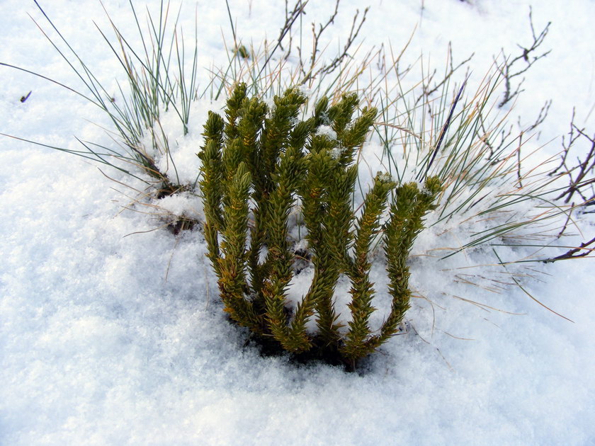 Image of Huperzia appressa specimen.