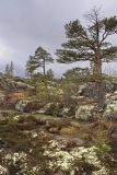 Pinus friesiana. Разреженный скальный сосняк. Окрестности Мурманска, урочище Могильный Ров. Июнь 2008 г.