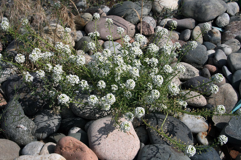 Изображение особи Lobularia maritima.