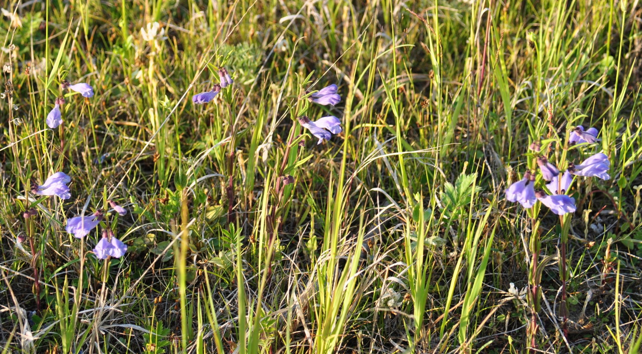 Image of Scutellaria ikonnikovii specimen.