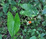 Alocasia decipiens. Плодоносящее растение. Андаманские о-ва, о-в Лонг, опушка влажного тропического леса. 07.01.2015.