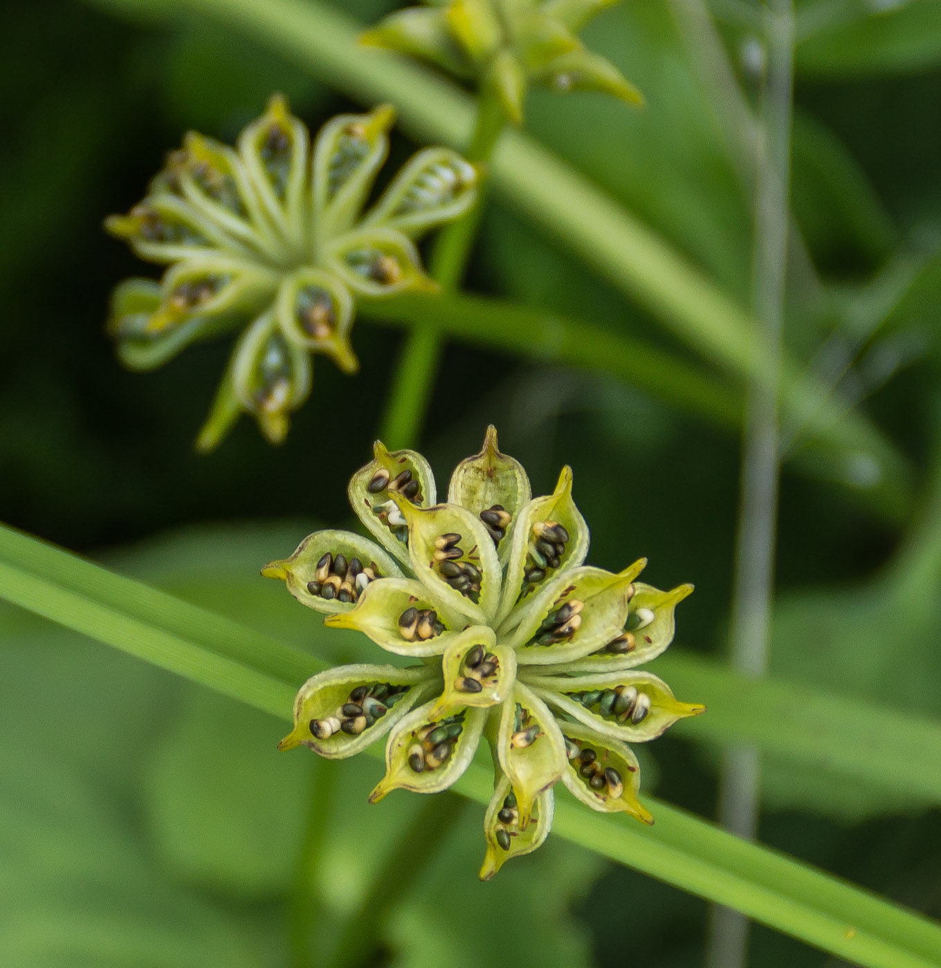 Image of Caltha palustris specimen.