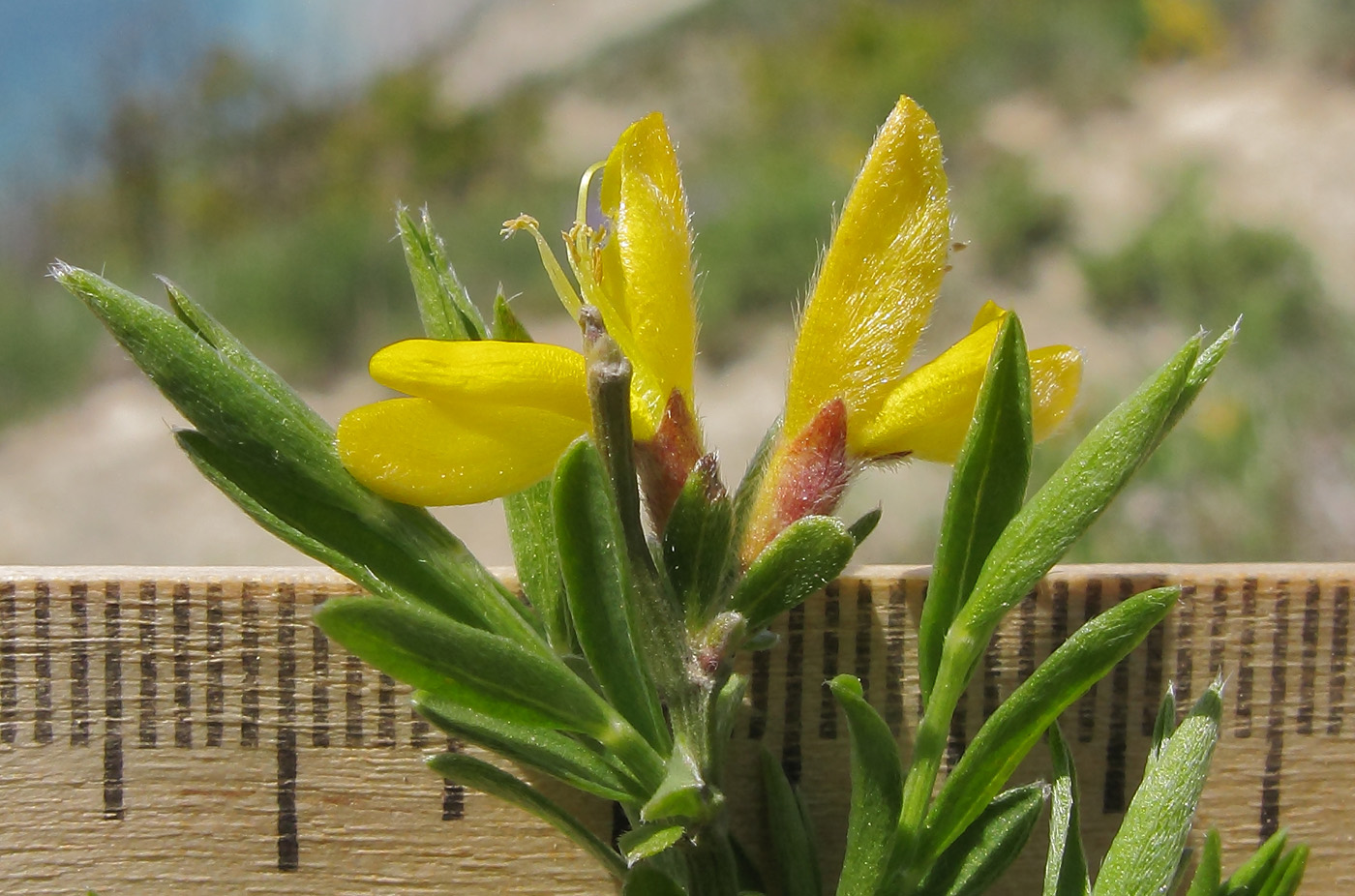 Image of Genista juzepczukii specimen.