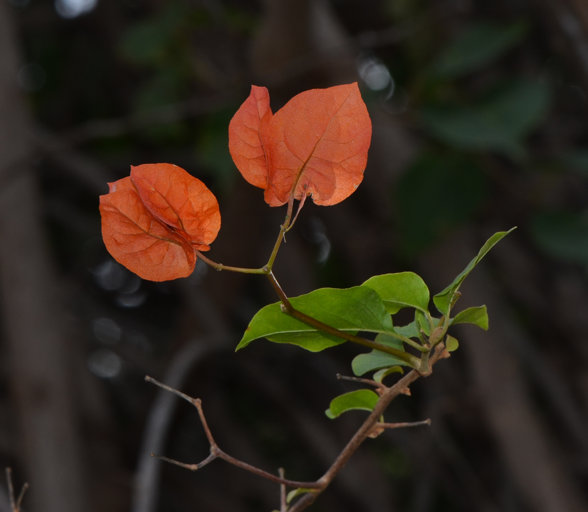 Image of genus Bougainvillea specimen.