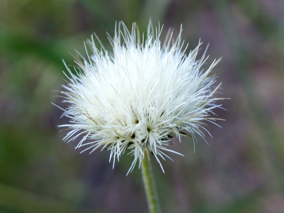 Image of Jurinea modesti specimen.