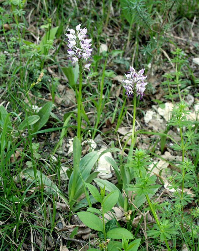 Изображение особи Orchis simia.